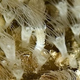 Moon jellyfish polyps in the Gulf of Trieste near Slovenia. The one in the middle is starting to strobilate.
